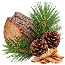 {{OFFER_NAME}} — Cedrus deodara in the composition