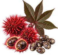 {{OFFER_NAME}} — Ricinus communis in the composition