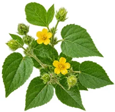 {{OFFER_NAME}} — Sida cordifolia in the composition