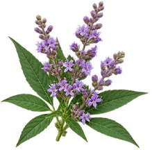 {{OFFER_NAME}} — Vitex negundo in the composition